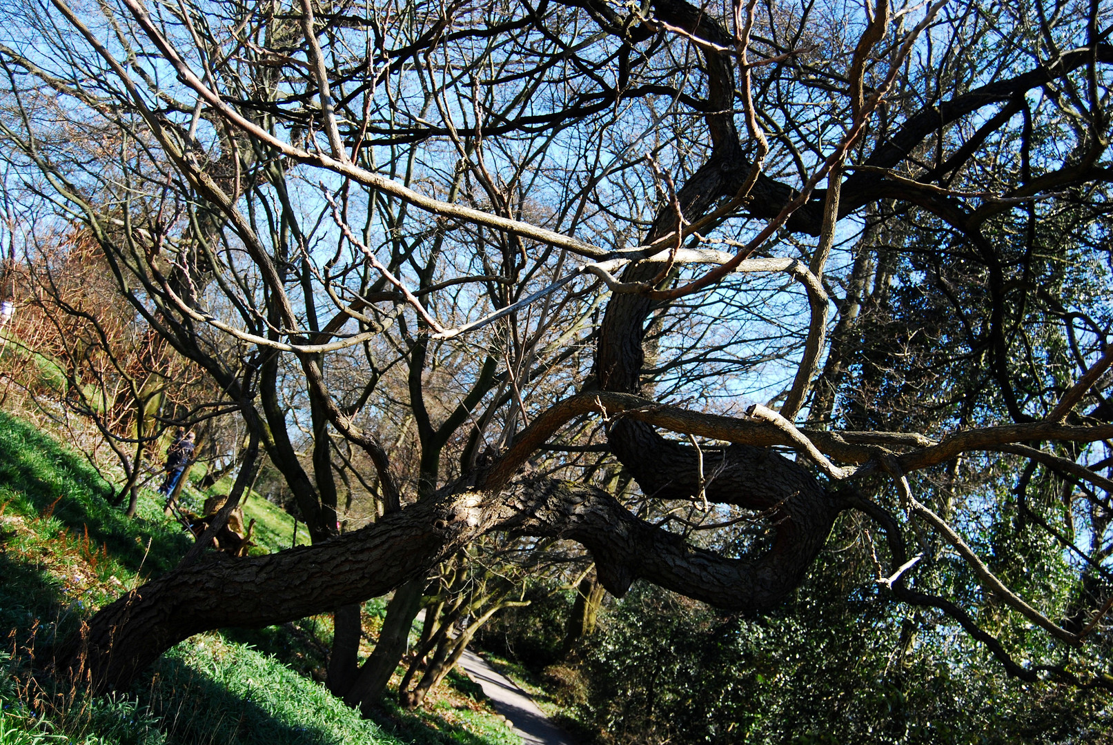 Geweihbaum (Gymnocladus)