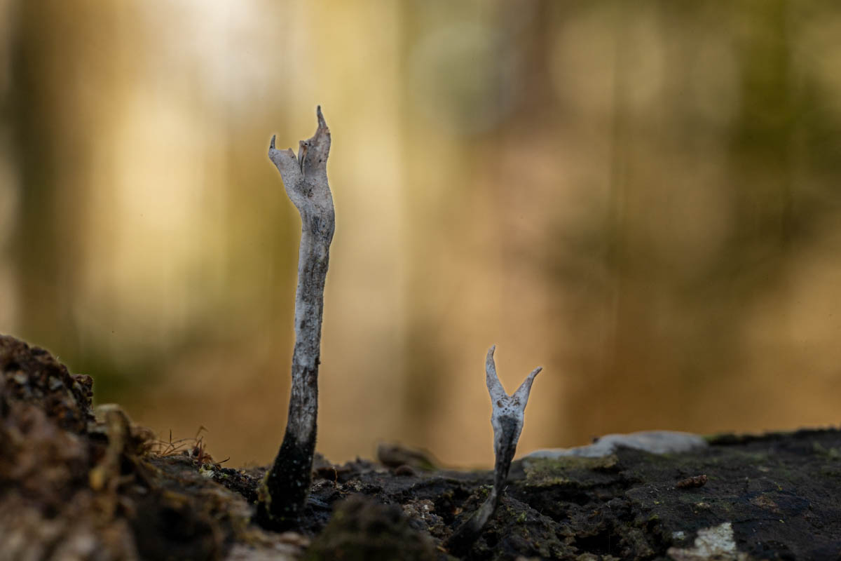 Geweihförmige Holzkeule ...