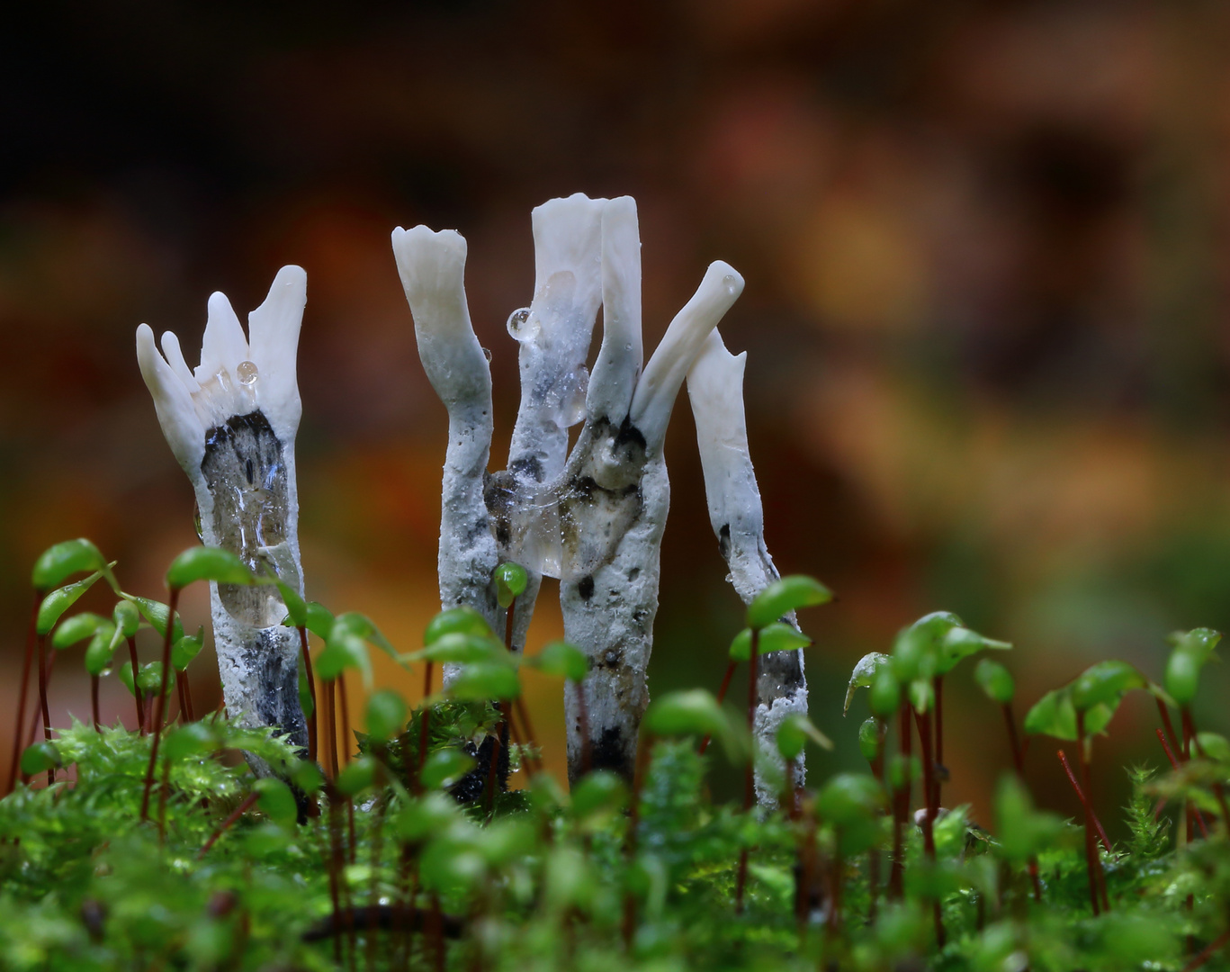 Geweihförmige Holzkeule/ Xylaria hypoxylon