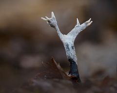 Geweihförmige Holzkeule ( xylaria hypoxylon )