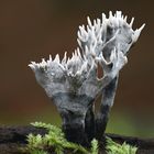 Geweihförmige Holzkeule (Xylaria hypoxylon)