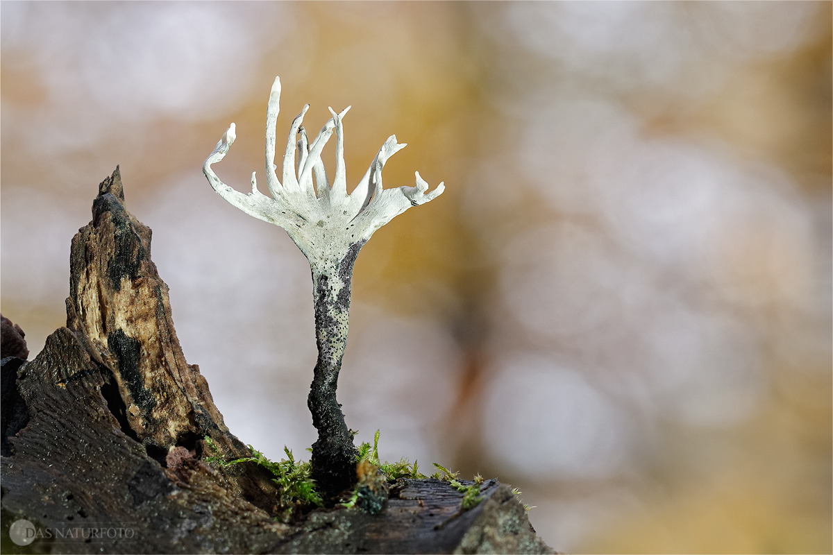 Geweihförmige Holzkeule (Xylaria hypoxylon) 