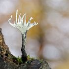 Geweihförmige Holzkeule (Xylaria hypoxylon) 