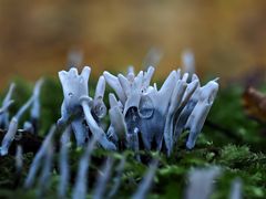 Geweihförmige Holzkeule (Xylaria hypoxylon) 