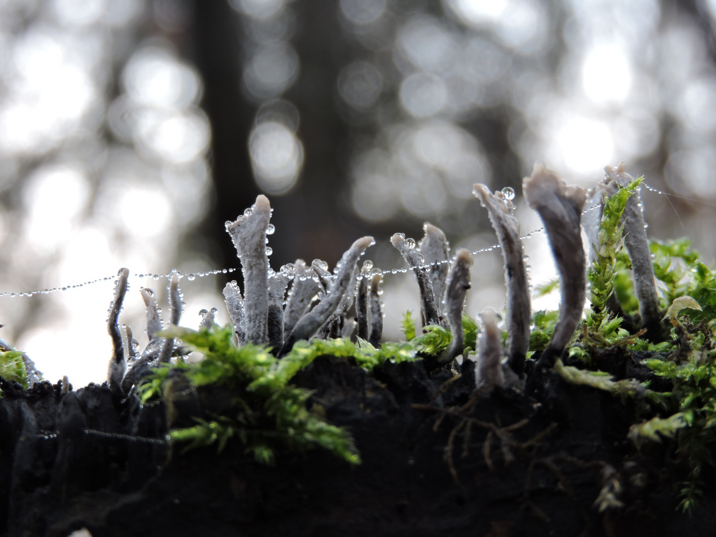 Geweihförmige Holzkeule (Xylaria hypoxylon)