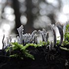 Geweihförmige Holzkeule (Xylaria hypoxylon)