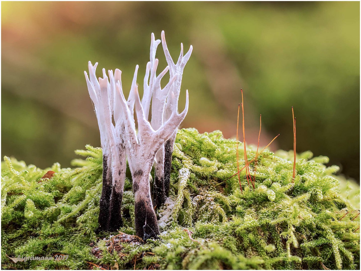 geweihförmige holzkeule (xylaria hypoxylon)....