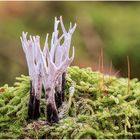 geweihförmige holzkeule (xylaria hypoxylon)....