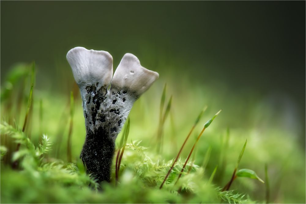 Geweihförmige Holzkeule (Xylaria hypoxylon)