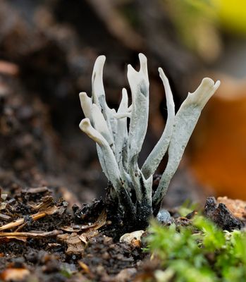 Geweihförmige Holzkeule (Xylaria hypoxylon)
