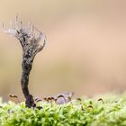 Geweihförmige Holzkeule (Xylaria hypoxylon)