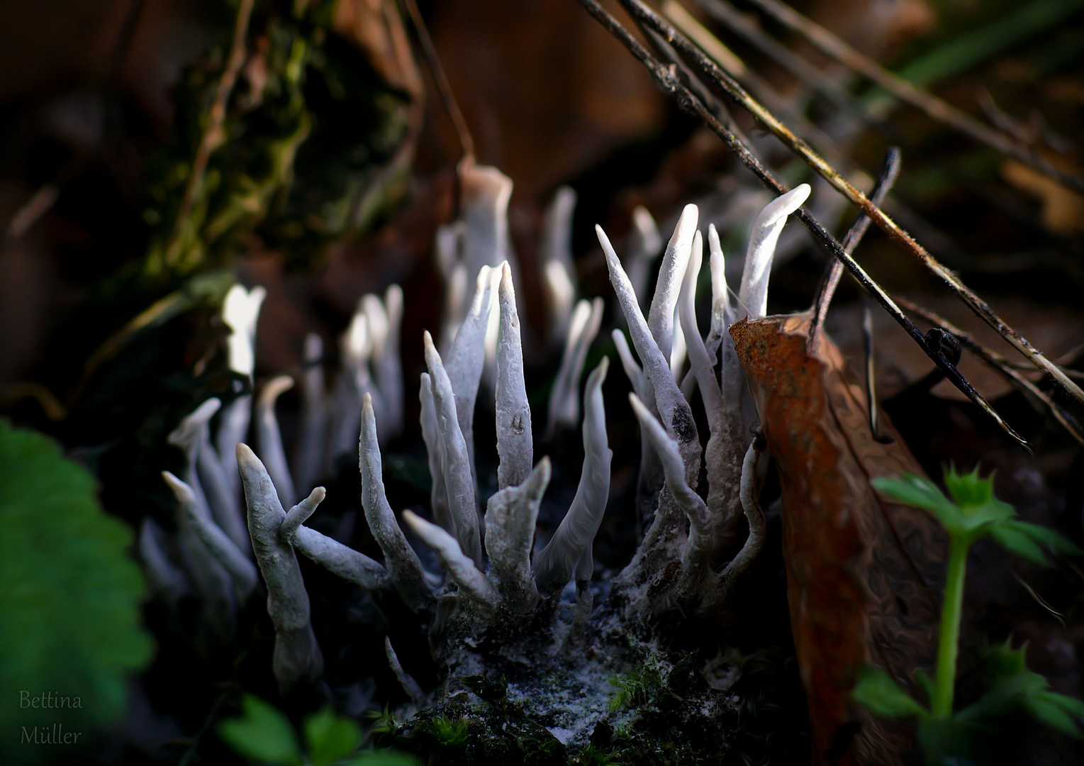 Geweihförmige Holzkeule (Xylaria hypoxylon)