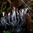 Geweihförmige Holzkeule (Xylaria hypoxylon)