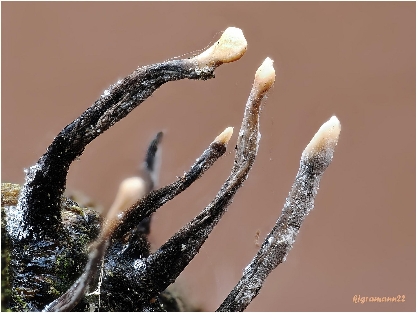 Geweihförmige Holzkeule (Xylaria hypoxylon)