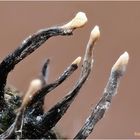 Geweihförmige Holzkeule (Xylaria hypoxylon)