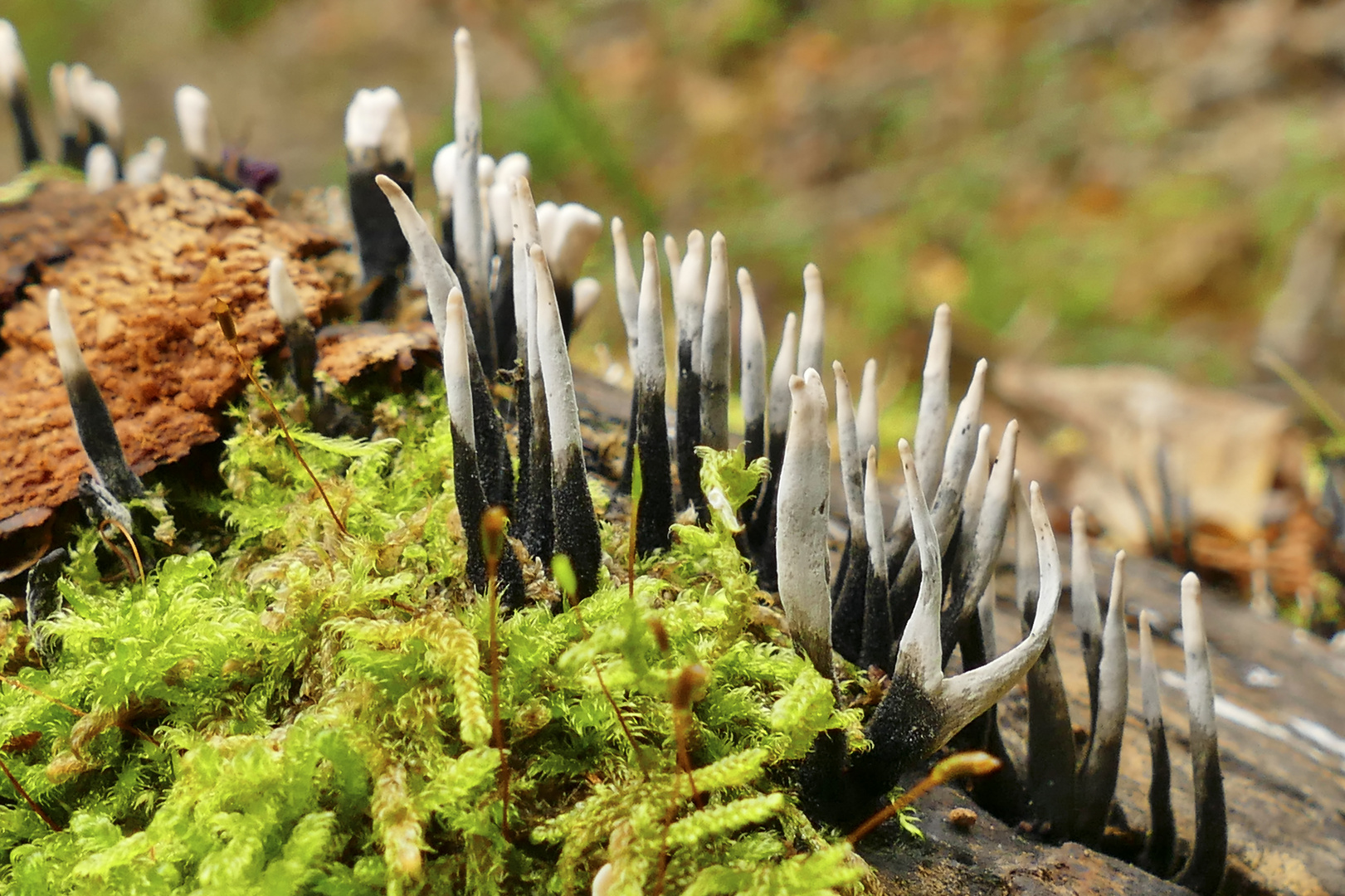 Geweihförmige Holzkeule (Xylaria hypoxylon)