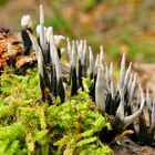 Geweihförmige Holzkeule (Xylaria hypoxylon)