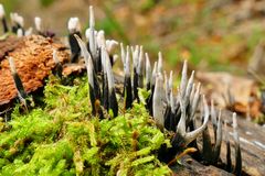 Geweihförmige Holzkeule (Xylaria hypoxylon)