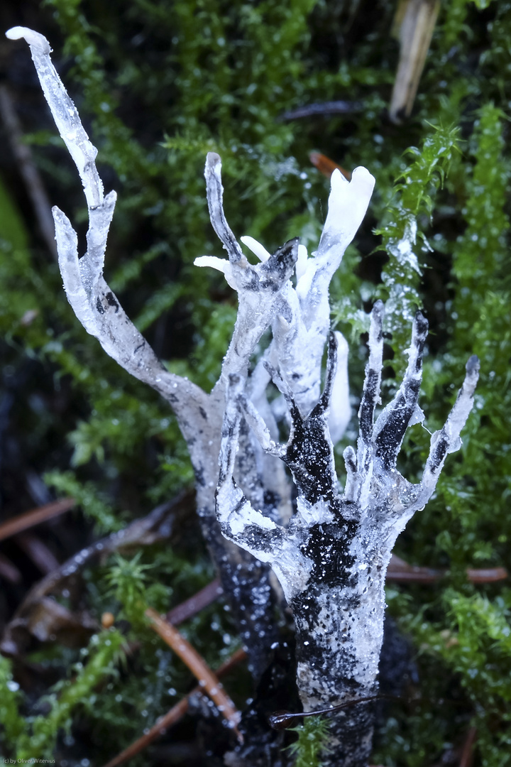 Geweihförmige Holzkeule (Xylaria hypoxylon)