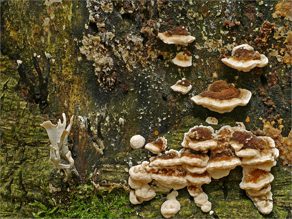 Geweihförmige Holzkeulen und Porlinge