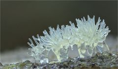 Geweihförmiger Schleimpilz (Ceratiomyxa fruticulosa)