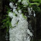 geweihförmiger Schleimpilz (Ceratiomyxa fruticulosa)