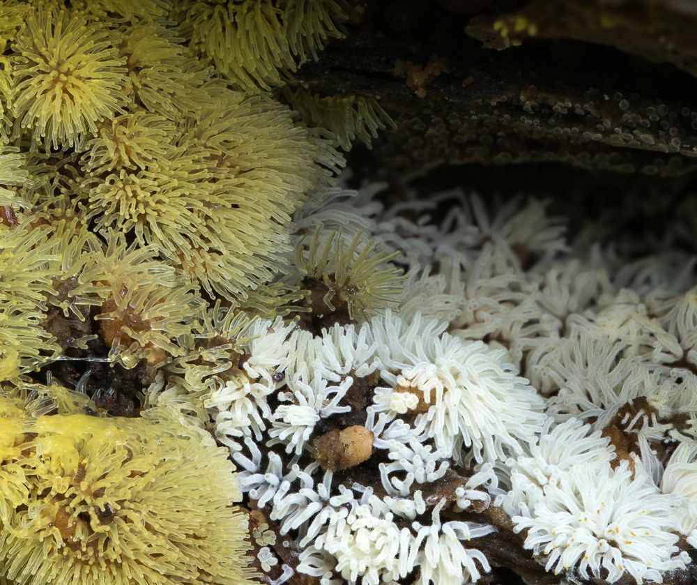 Geweihförmiger Schleimpilz (Ceratiomyxa fruticulosa)