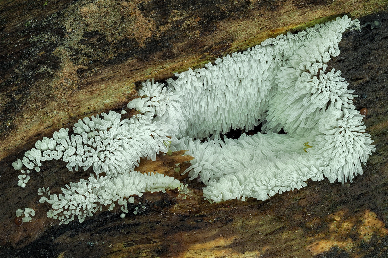 Geweihförmiger Schleimpilz (Ceratiomyxa fruticulosa)
