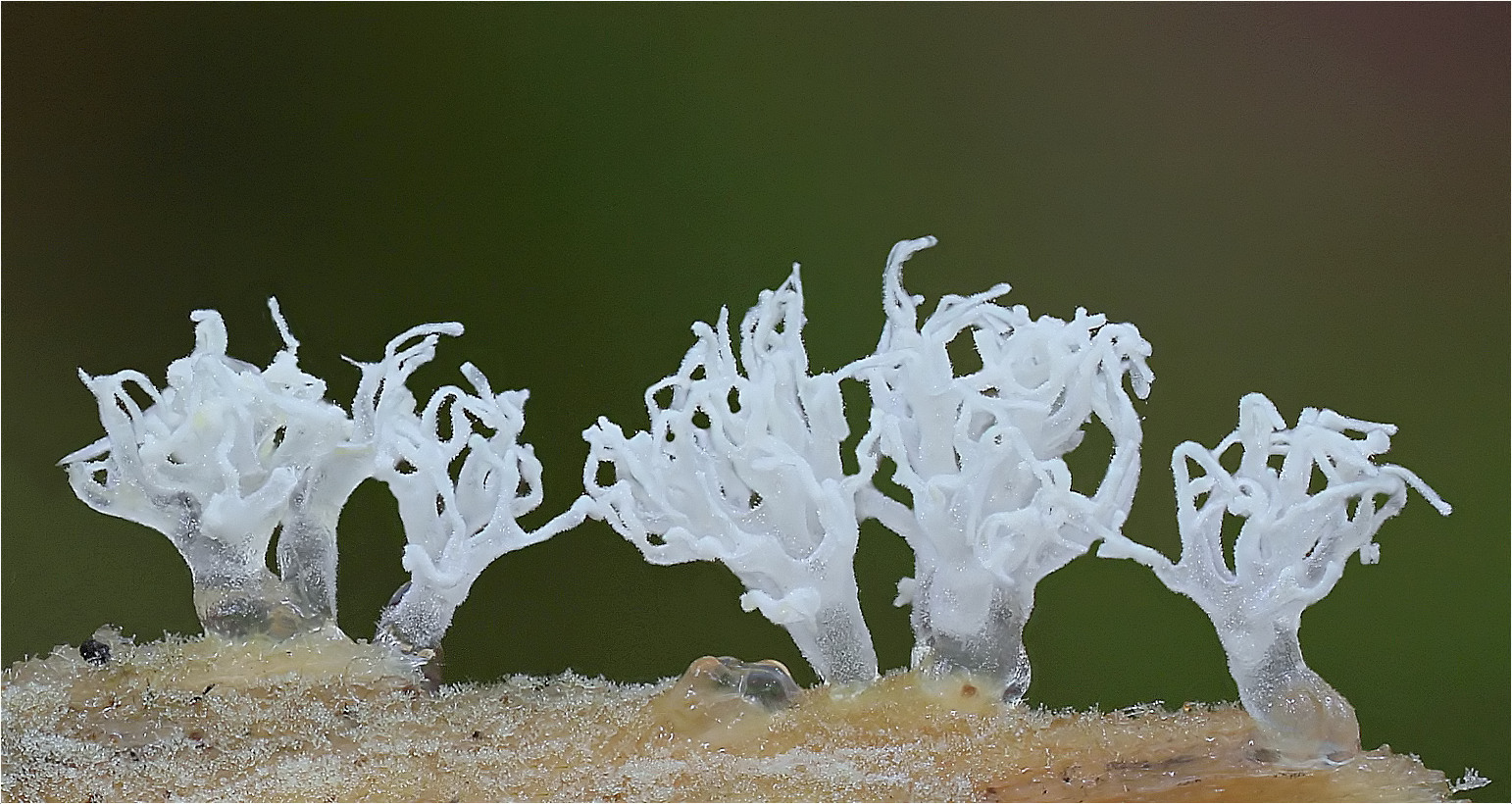 Geweihförmiger Schleimpilz - Ceratiomyxa fruticulosa