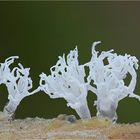 Geweihförmiger Schleimpilz - Ceratiomyxa fruticulosa