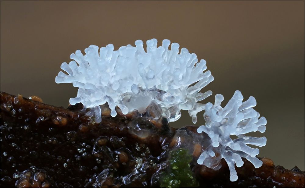 Geweihförmiger Schleimpilz (Ceratiomyxa fruticulosa)