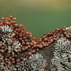 Geweihförmiger Schleimpilz (Ceratiomyxa fruticulosa) und Lamproderma arcyrioides