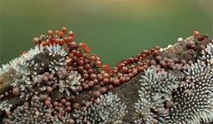 Geweihförmiger Schleimpilz (Ceratiomyxa fruticulosa) und Lamproderma arcyrioides