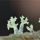 Geweihförmiger Schleimpilz - Ceratiomyxa fruticulosa  uzt_filtered