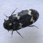 Gewellter Speckkäfer (Megatoma undata)