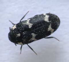 Gewellter Speckkäfer (Megatoma undata)