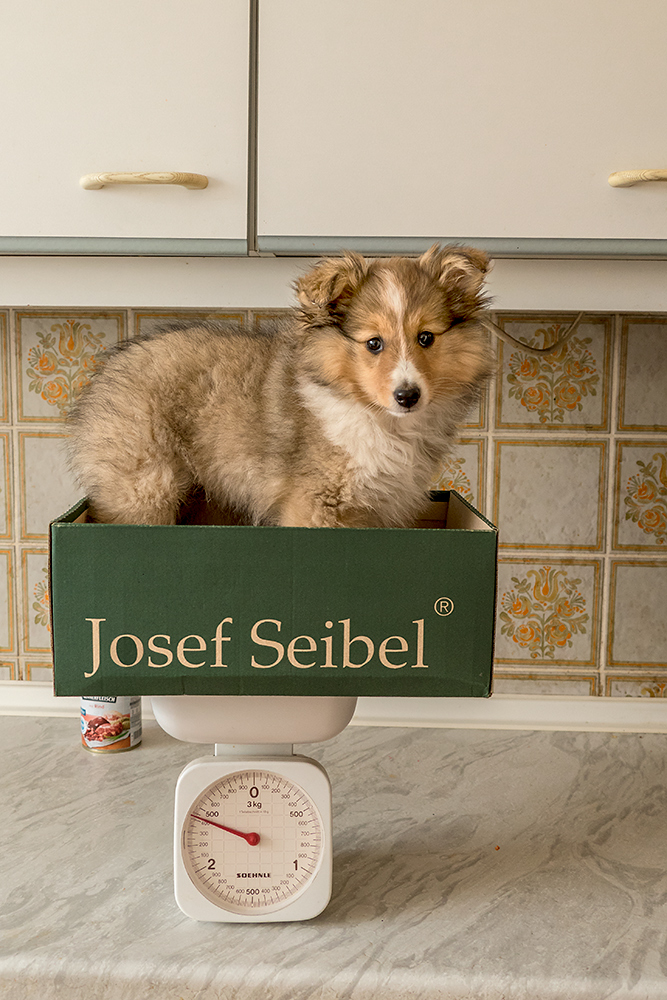 Gewichtskontrolle Foto & Bild | hunde, natur, tiere Bilder auf ...