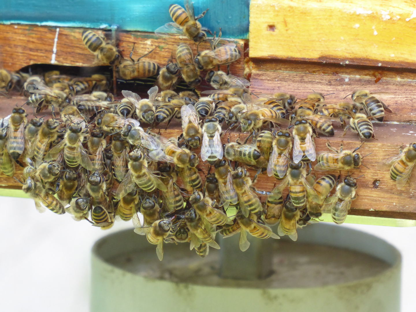 Gewimmel am Bienenstock