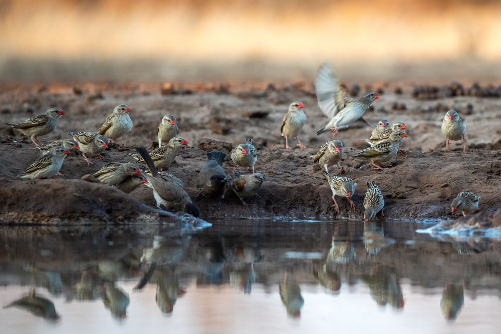 Gewimmel an der Wasserstelle