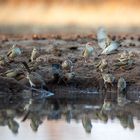 Gewimmel an der Wasserstelle