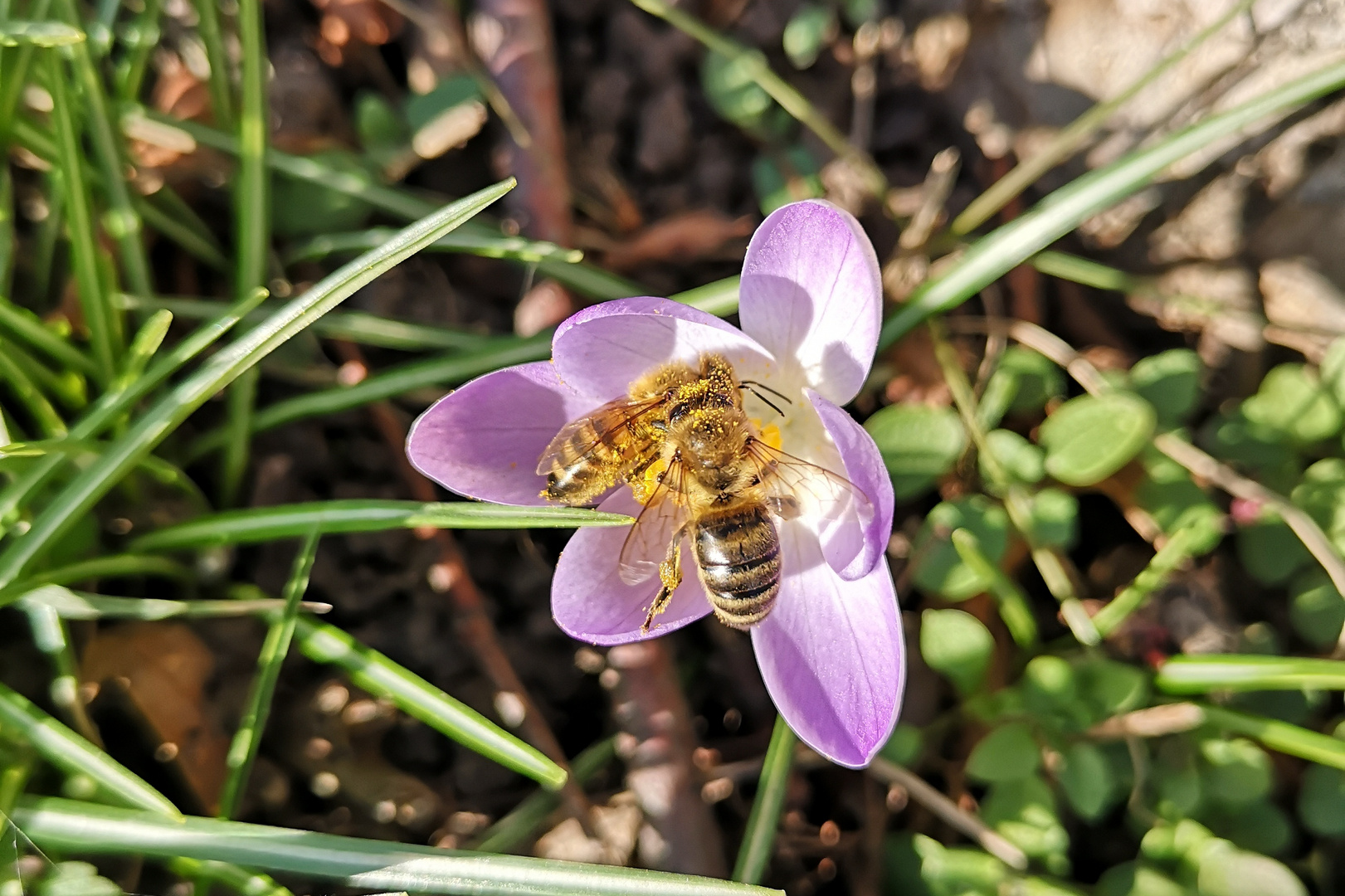 Gewimmel im Krokus 