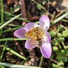 Gewimmel im Krokus 