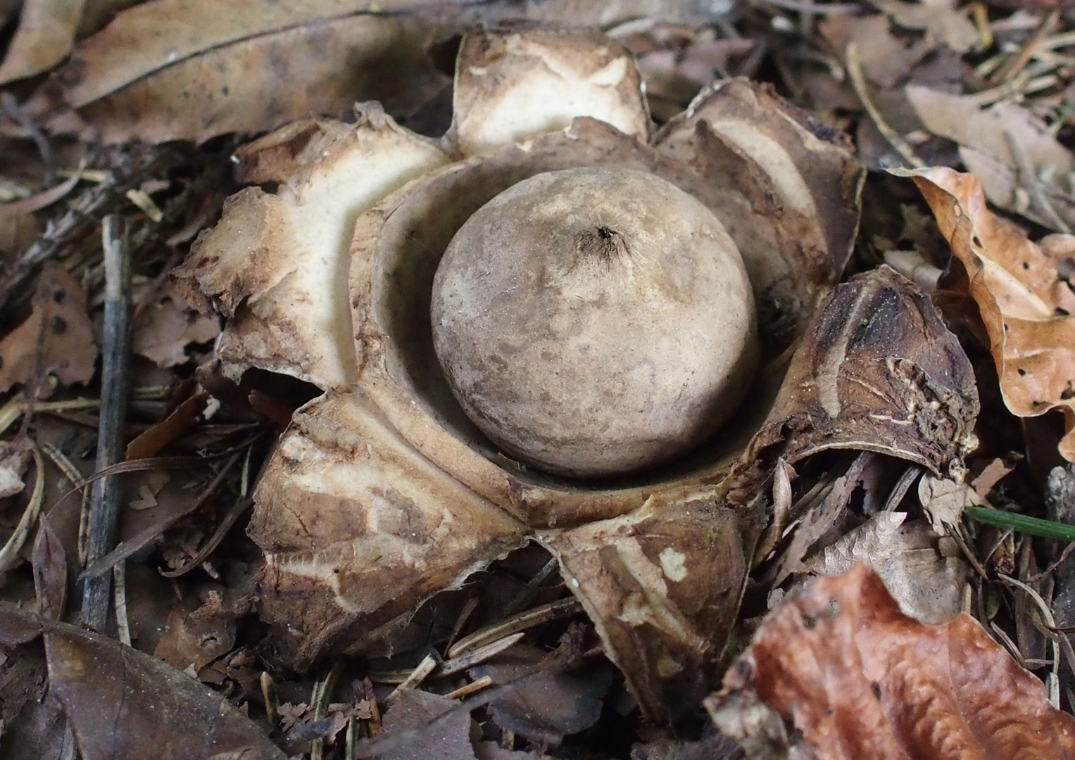 Gewimperter Erdstern 'Geastrum fimbiratum'