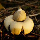 Gewimperter Erdstern (Geastrum fimbriatum)