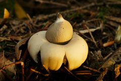 Gewimperter Erdstern (Geastrum fimbriatum)