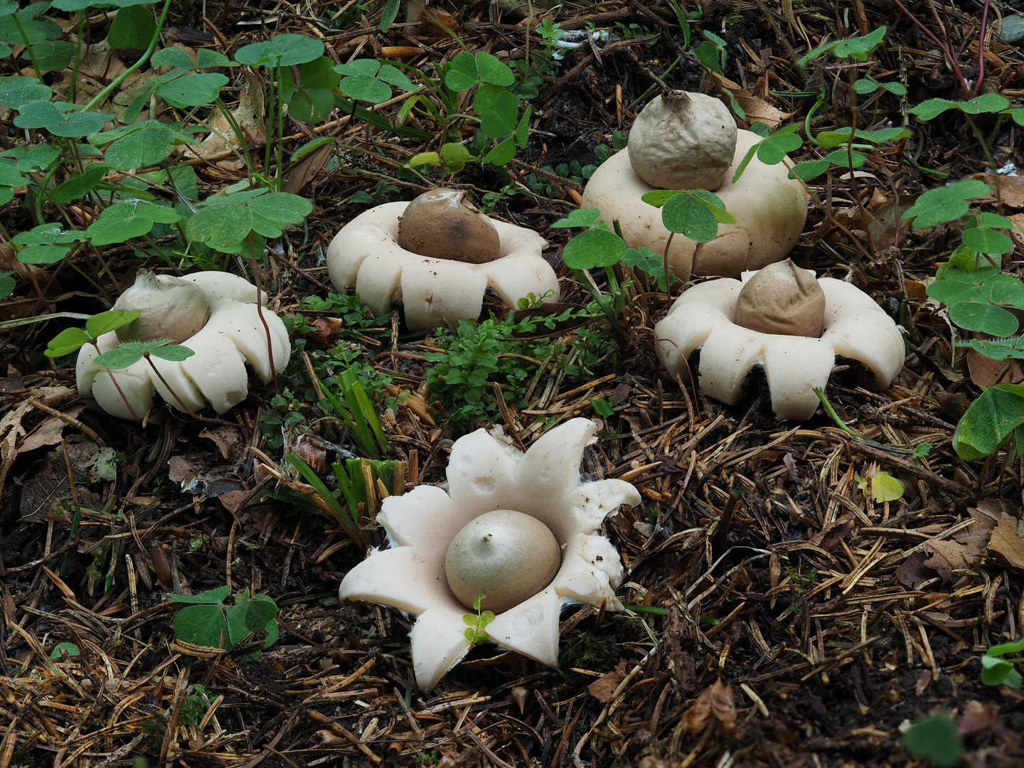 Gewimperter Erdstern (Geastrum fimbriatum) Foto & Bild natur, pilz