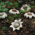 Gewimperter Erdstern (Geastrum fimbriatum)