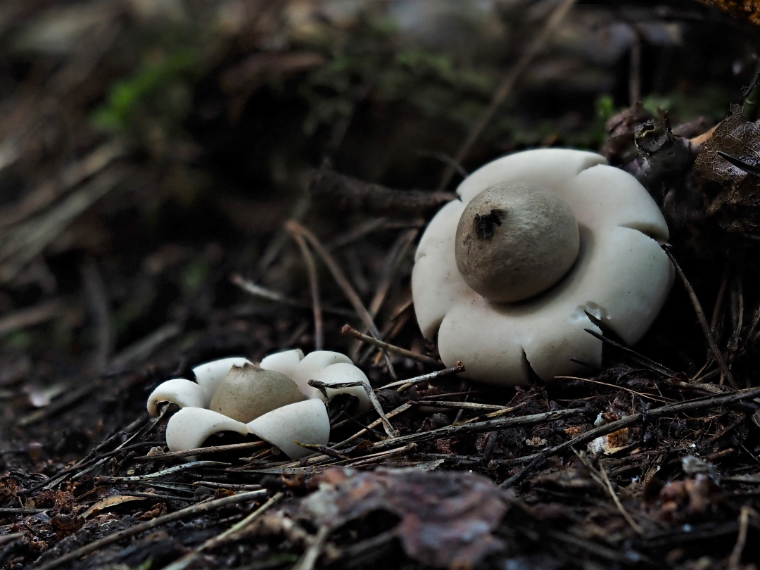 Gewimperter Erdstern, (GEASTRUM FIMBRIATUM)     