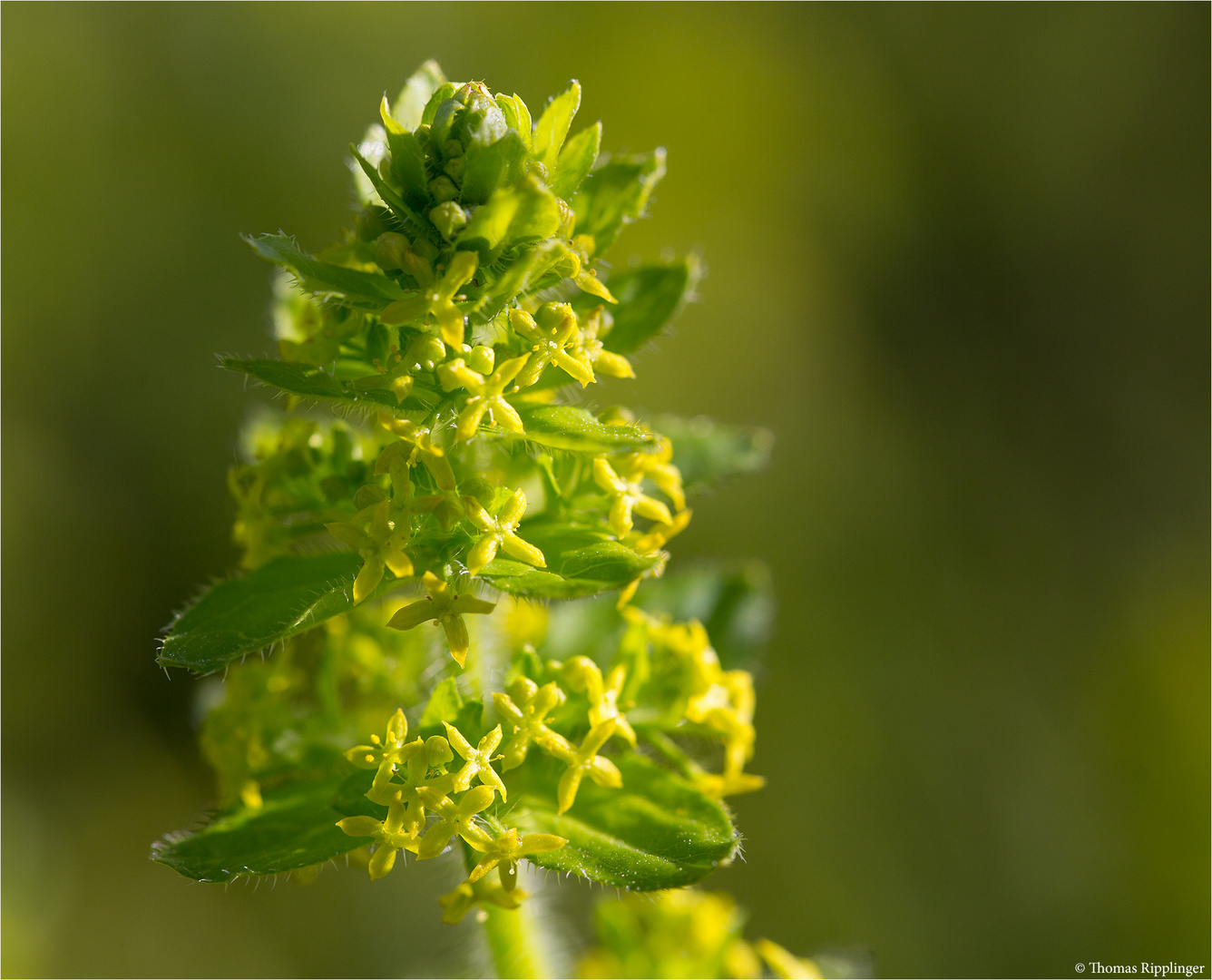 Gewimpertes Kreuzlabkraut (Cruciata laevipes) ???