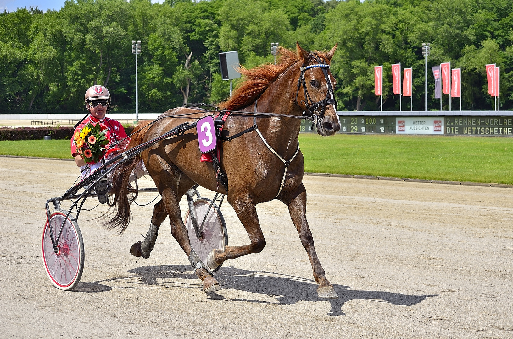 Gewinner im 2 Rennen, Husar mit Michael Schmid, 7.6.2012 Trabrennbahn Gelsenkirchen